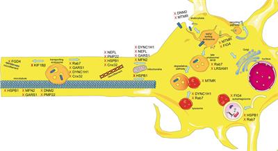 Held Up in Traffic—Defects in the Trafficking Machinery in Charcot-Marie-Tooth Disease